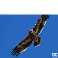 گونه عقاب صحرایی Aquila nipalensis